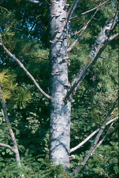 Picture of Pinus bungeana  Lacebark Pine