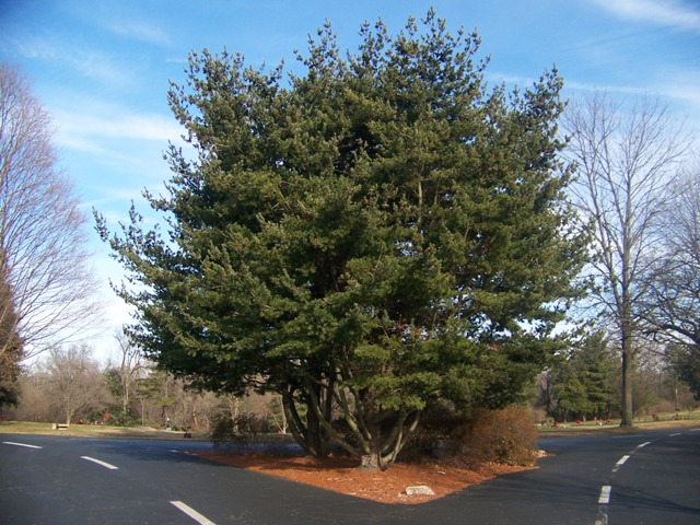 Pinus parviflora PinusparvifloraCH.JPG