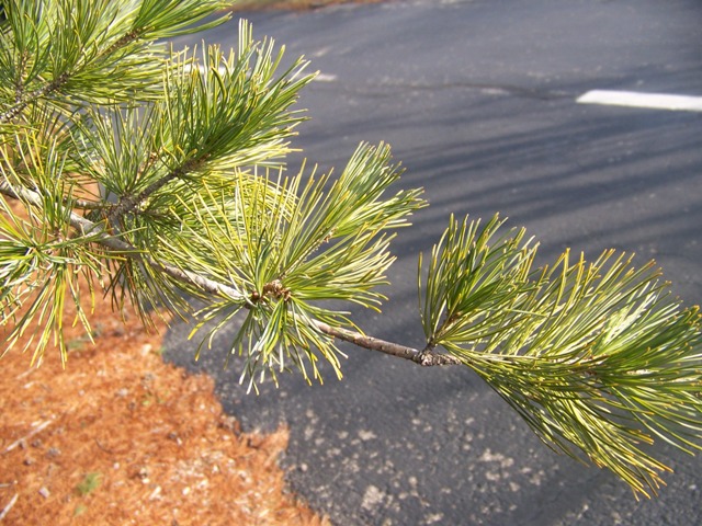 Pinus parviflora Pinusparviflorafoliage.JPG