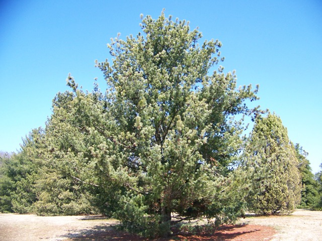 Pinus pumila Pinuspumila.JPG
