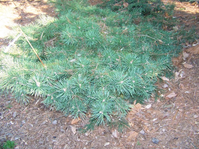 Pinus sylvestris PinussylvestrisHillsideCreeper.JPG