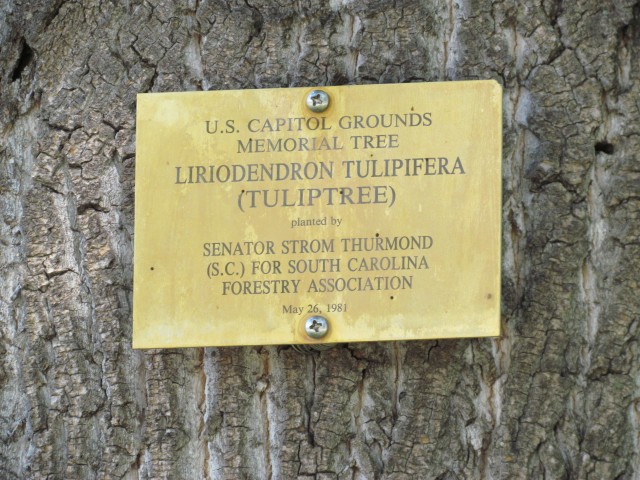 Liriodendron tulipifera PlantLegacyLiriodendronTulipiferiaSignCapitolHill.JPG