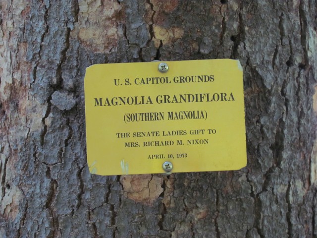 Magnolia grandiflora PlantLegacyMagnoliaGrandifloraSenateLadiesRichardNixonSign.JPG