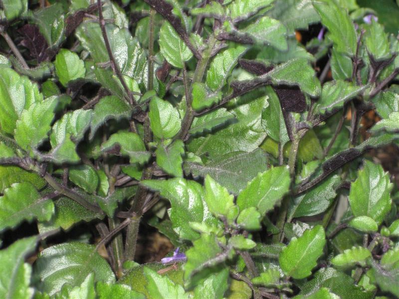 Plectranthus  Plectranthus_Mona_Lavender_foliage.JPG