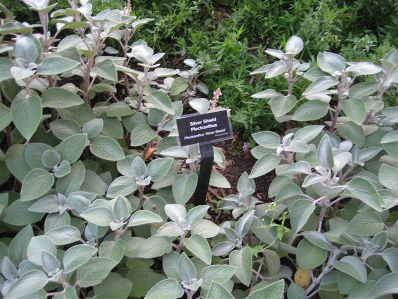 Plectranthus  Plectranthus_silver_shield_foliage.JPG