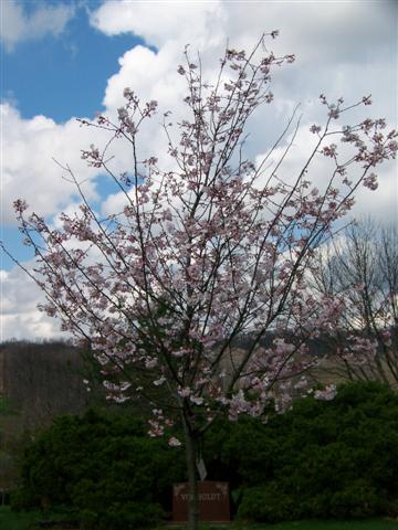 Picture of Prunus subhirtella 'Autumnalis' Autumn Flowering Higan Cherry