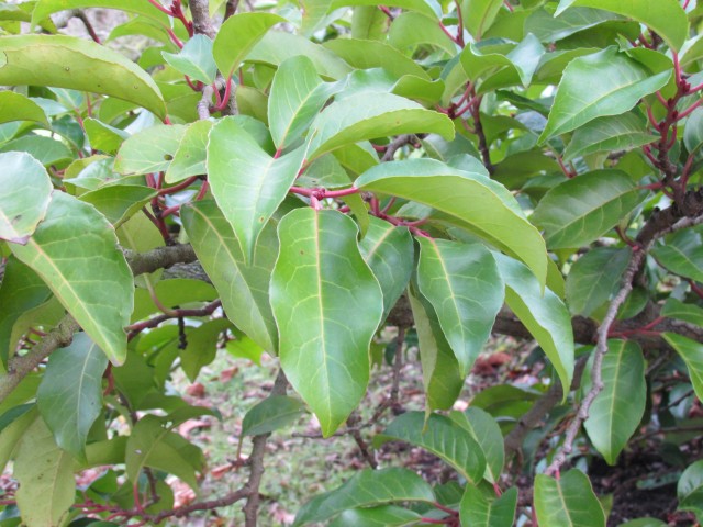 Prunus lusitanica PrunusLusitanicaAzoricaLeaf.JPG