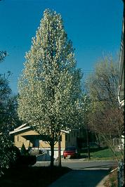 Picture of Pyrus calleryana 'Cleveland Select' Cleveland Select Pear