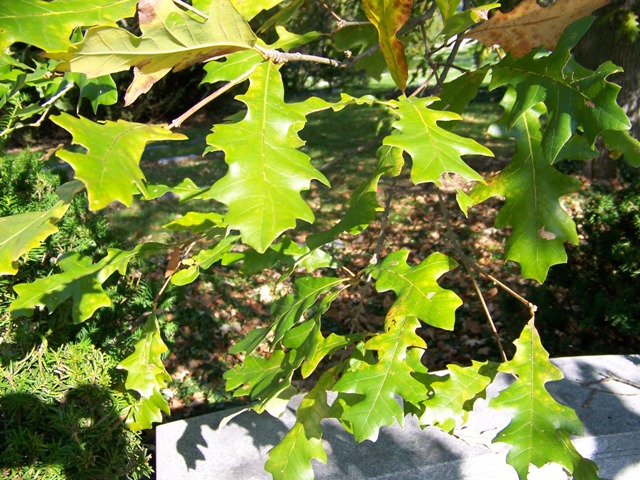 Picture of Quercus lyrata  Overcup Oak