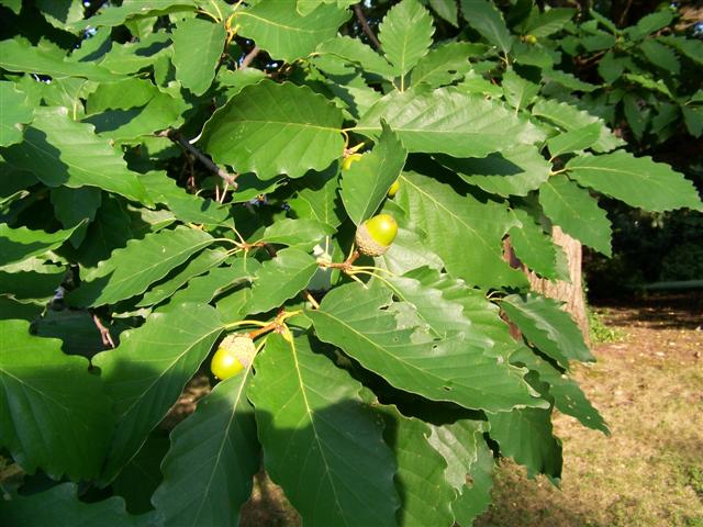 Quercus prinus Quercus.prinus.leaves.fruit1(Small).JPG