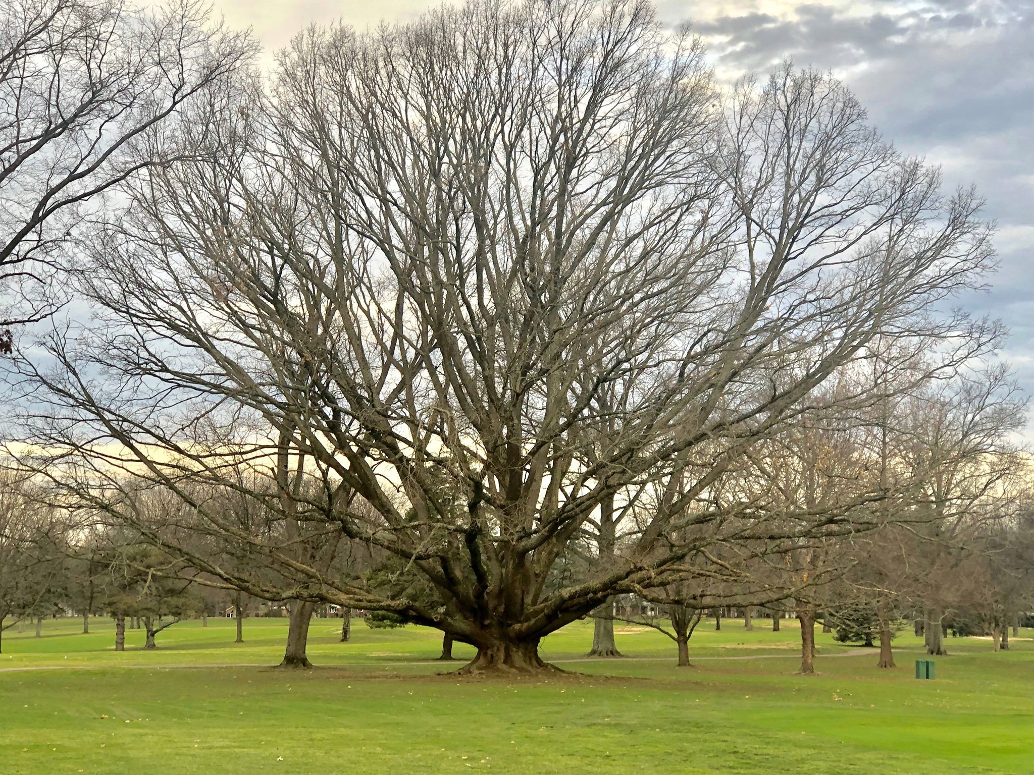 Picture of Quercus lyrata  Overcup Oak