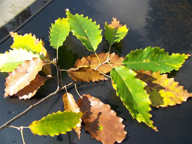 Picture of Quercus muehlenbergii  Chinkapin Oak