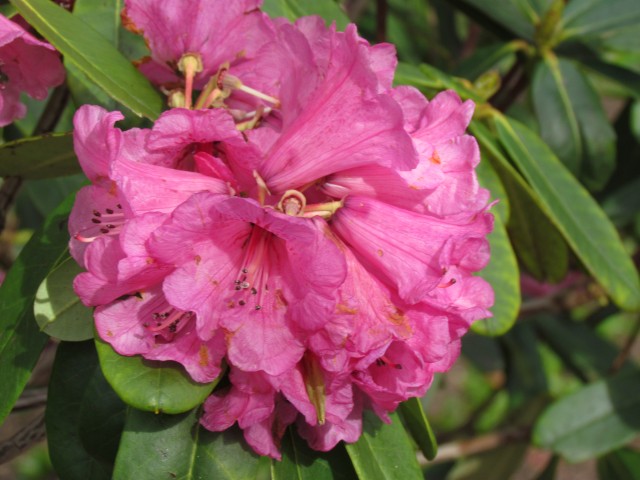Rhododendron faucium RBGEdinburghRhododendronFaucinumFlower.JPG