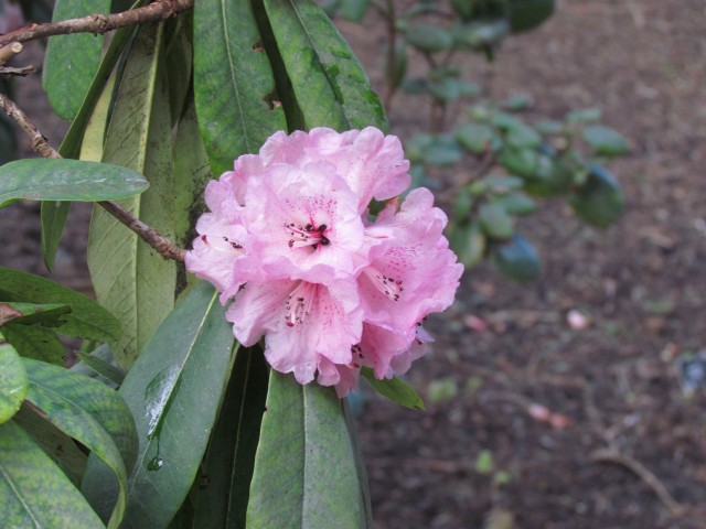 Rhododendron faucium RBGEdinburghRhododendronFaucinumFlower_2_1.JPG