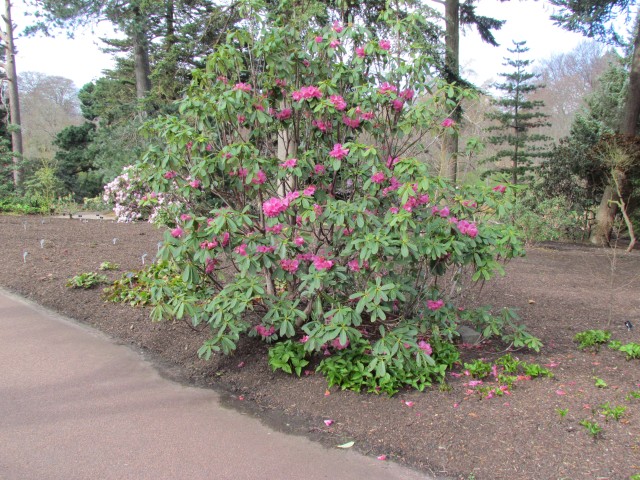 Rhododendron faucium RBGEdinburghRhododendronFaucinumPlant.JPG