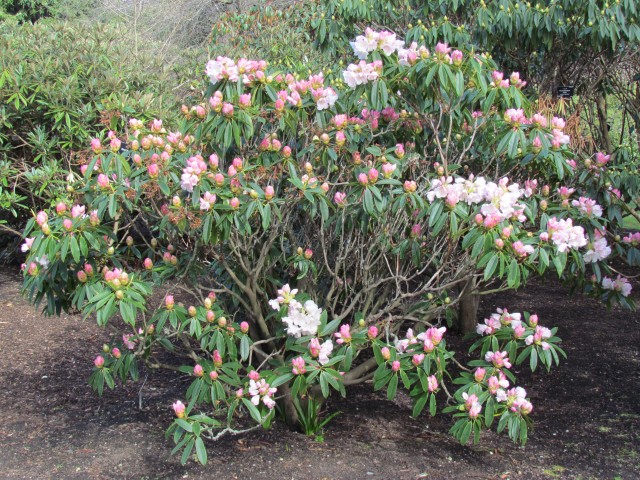 Rhododendron morii RBGEdinburghRhododendronMoriiMaculiferaPlant.JPG
