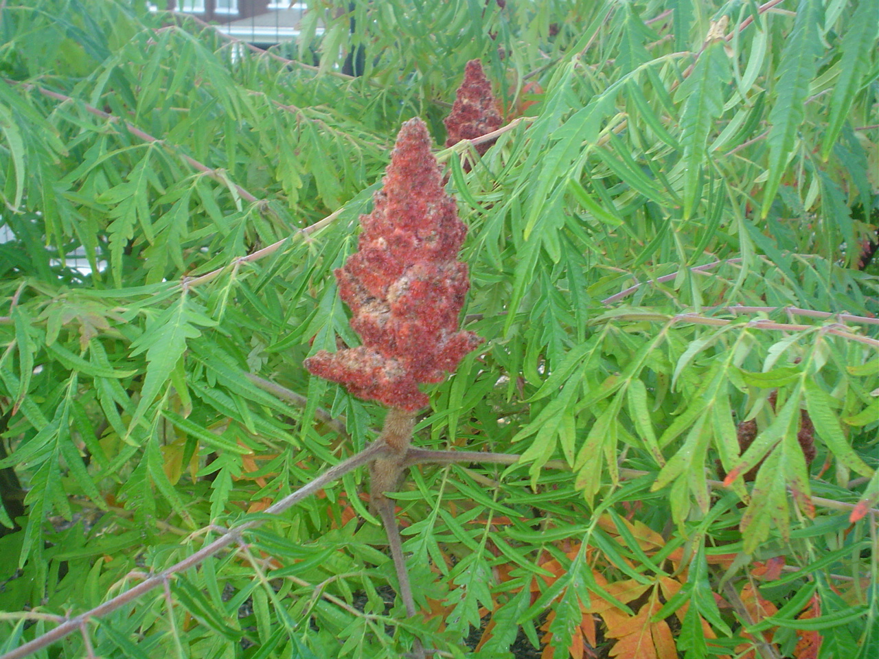 Picture of Rhus typhina 'Laciniata' Lace-leaf Staghorn Sumac
