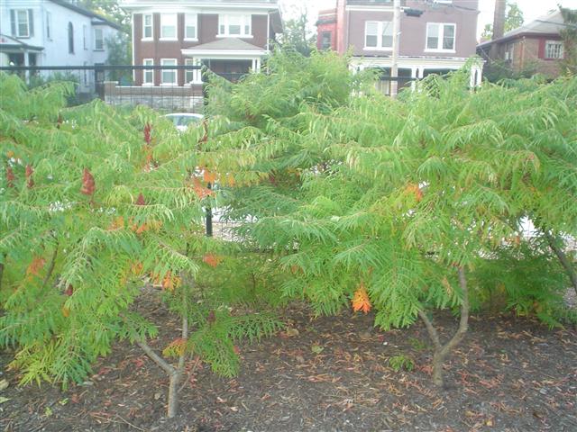 Picture of Rhus typhina 'Laciniata' Lace-leaf Staghorn Sumac