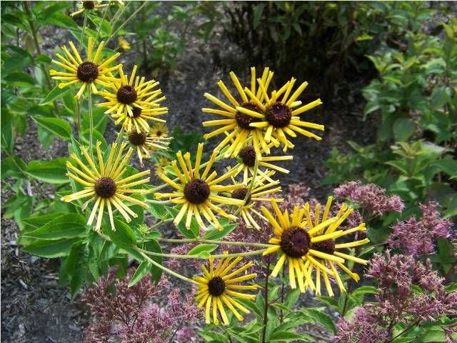 Picture of Rudbeckia submentosa 'Henry Eilers' Sweet Coneflower