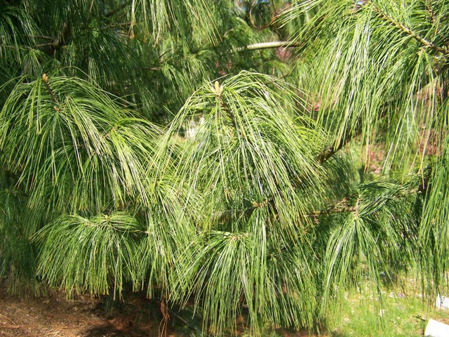 Pinus wallichiana SGHimalayanWhitePine1.JPG