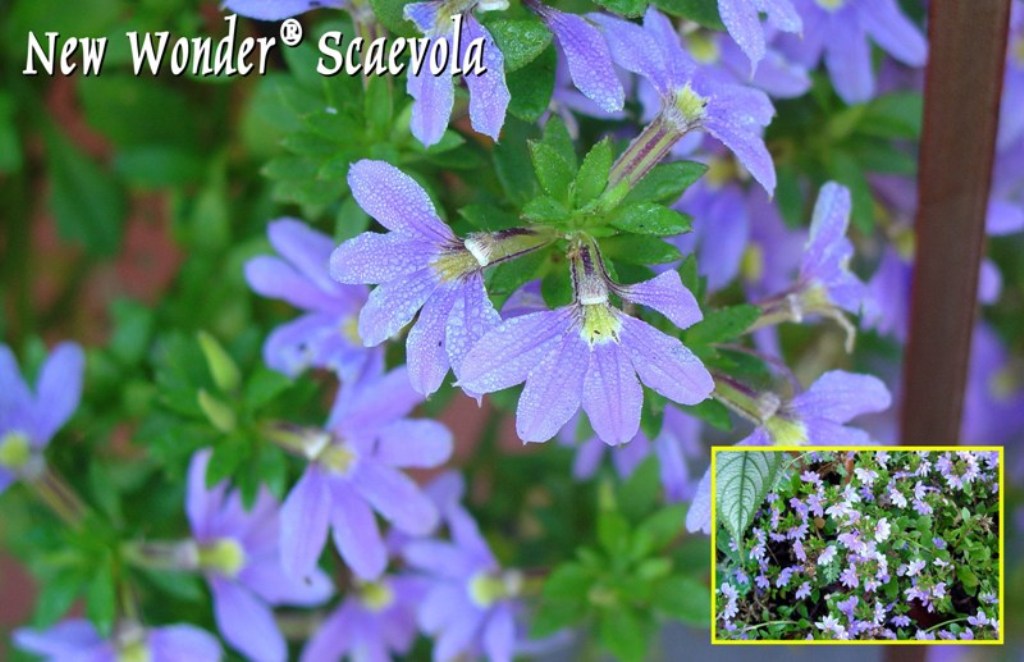 Picture of Scaevola aemula 'New Wonder' New Wonder Fan Flower