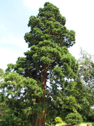 Sequoiadendron giganteum SequoiadendronGiganteum2CUBG.JPG