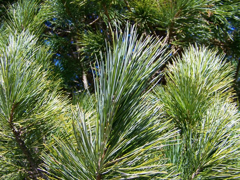 Picture of Pinus cembra  Swiss Stone Pine