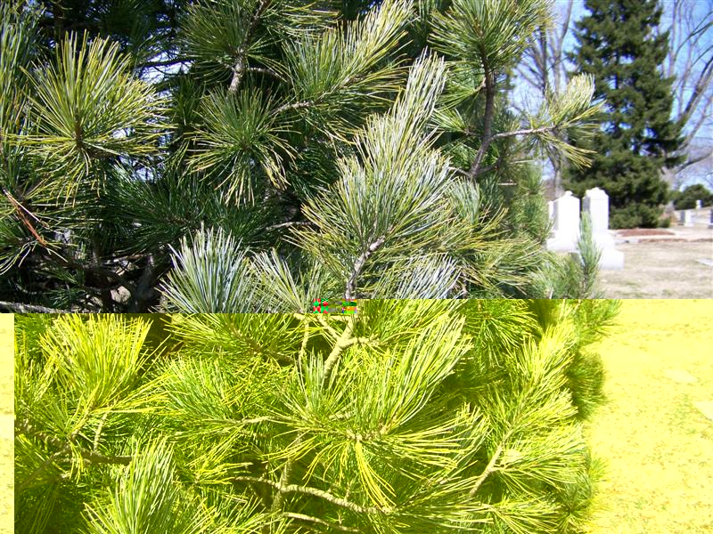 Picture of Pinus cembra  Swiss Stone Pine
