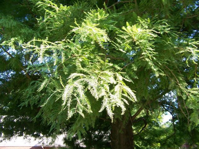 Picture of Taxodium distichum  Bald Cypress