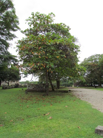 Terminalia catappa TerminaliaCatappa.JPG