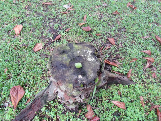 Terminalia catappa TerminaliaCatappaClose.JPG