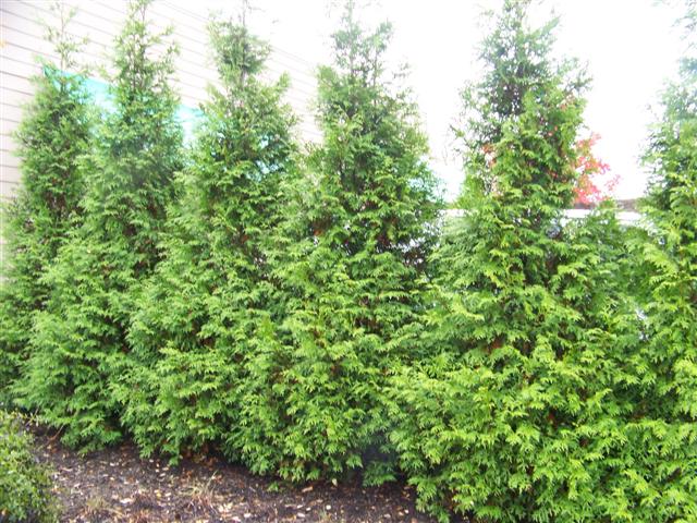 Picture of Thuja plicata 'Grovpli' Spring Grove Spring Grove Western red-cedar