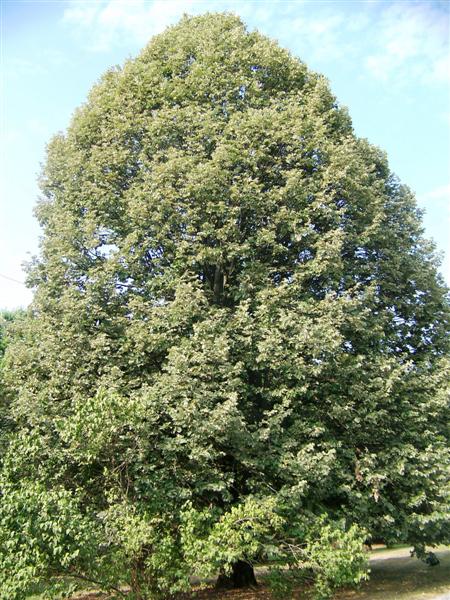 Picture of Tilia tomentosa  Silver Linden