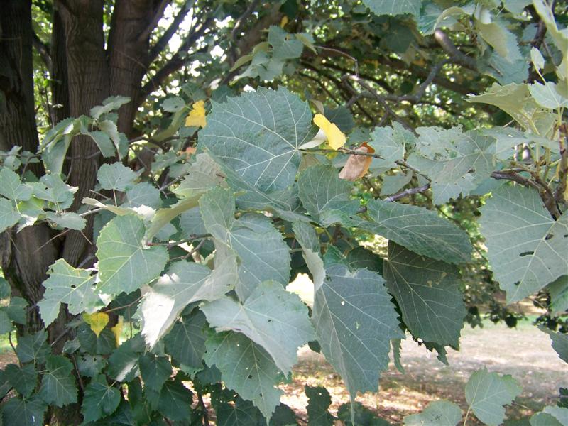 Picture of Tilia tomentosa  Silver Linden