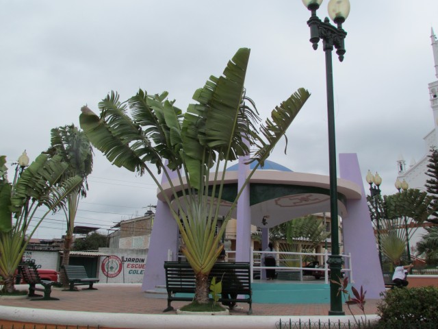 Ravenala madagascariensis TravellerPalmMontecristiEcuador.JPG