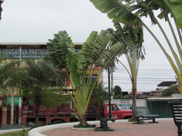 Ravenala madagascariensis TravellerPalmMontecristiEcuador2.JPG