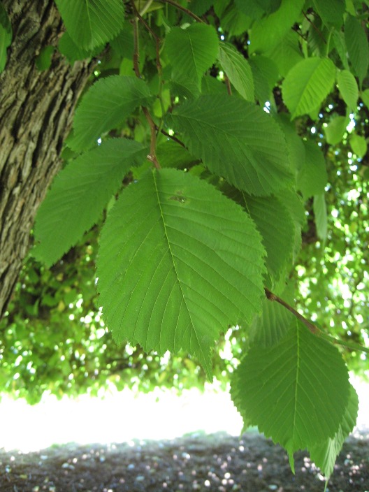 Ulmus glabra Ulmus_glabra_leaf.jpg