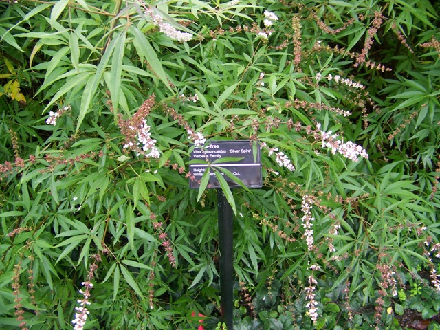 Vitex agnus-castus Vitexsilverspireflower.JPG