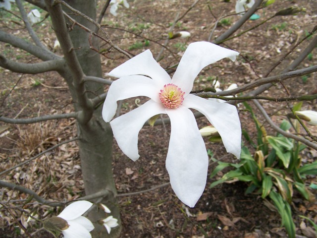 Picture of Magnolia x 'Wadas Memory' Wadas Memory Magnolia