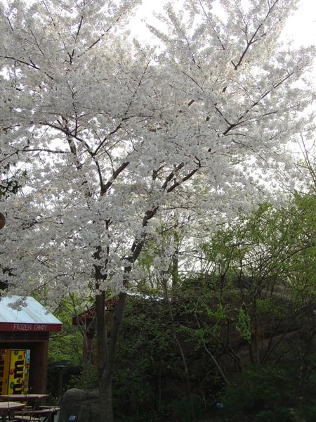 Picture of Prunus x yedoensis  Yoshino Cherry