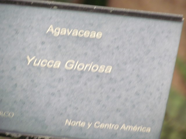 Yucca gloriosa YuccaGloriosaSign.JPG