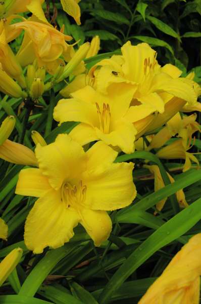 Picture of Hemerocallis  'Mary Todd' Mary Todd Daylily