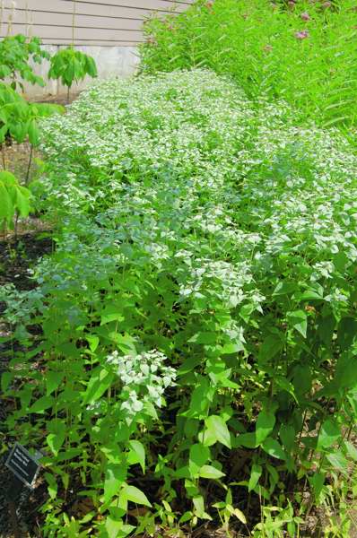 Picture of Pycnanthemum muticum  Short-toothed Mountain Mint