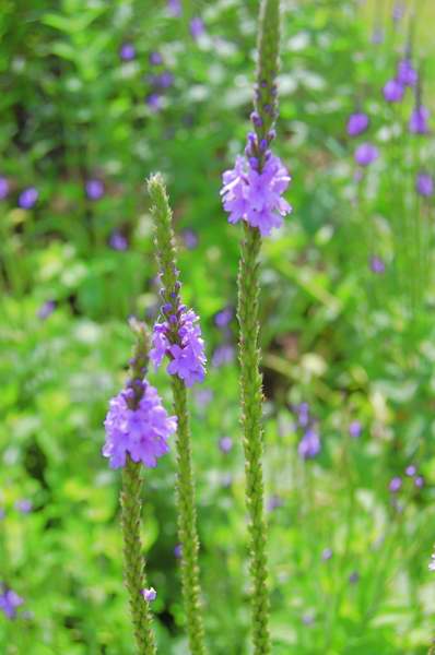 Picture of Verbena stricta  Hoary Vervain