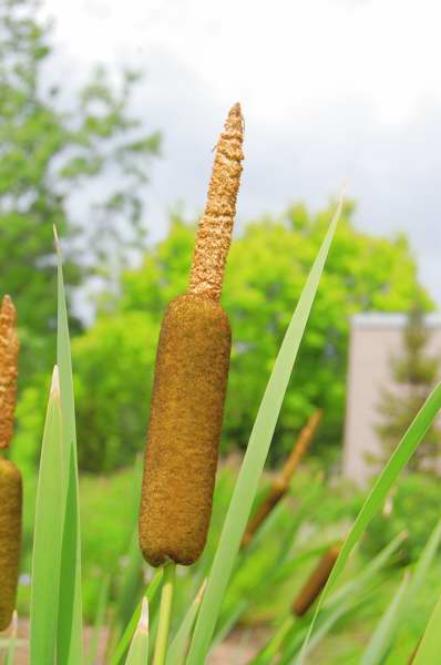 Picture of Typha latifolia  Broadleaf Cattail