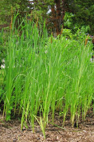 Picture of Typha latifolia  Broadleaf Cattail