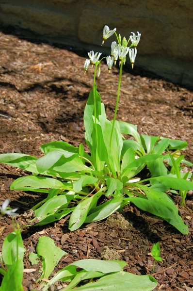 Picture of Dodecatheon meadia  Shooting Star