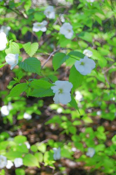 Picture of Rhodotypos scandens  Black Jetbead
