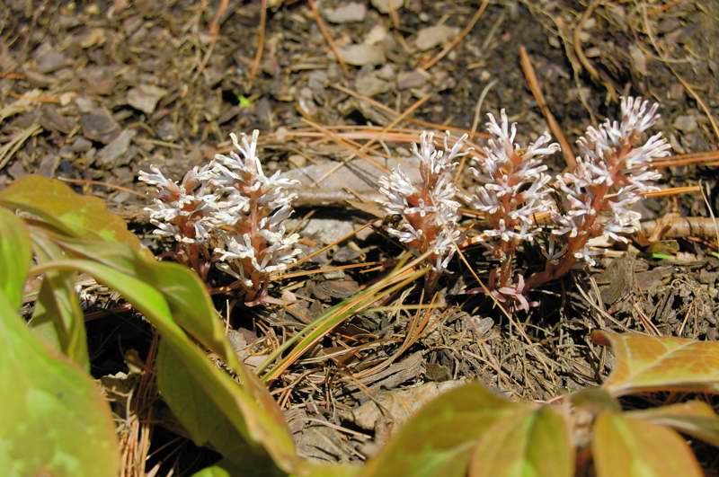 Picture of Cardamine concatenata Cutleaf Toothwort