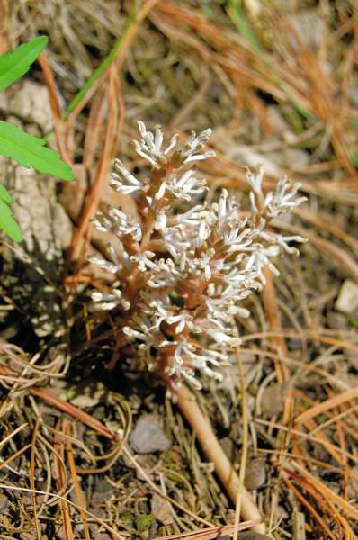 Picture of Cardamine concatenata Cutleaf Toothwort